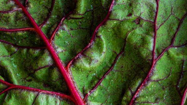Boost Your Hormone Health with the Magic of Leafy Greens! Banner