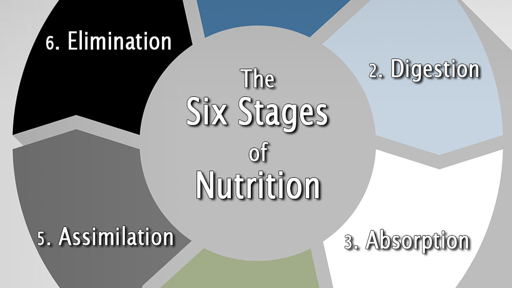 The Six Stages of Nutrition for Optimal Health Banner